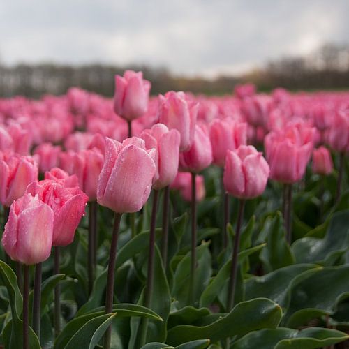 Roze tulpenpracht