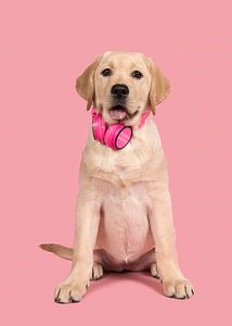 Puppy music