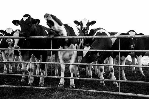 Gekke koeien | Crazy cows