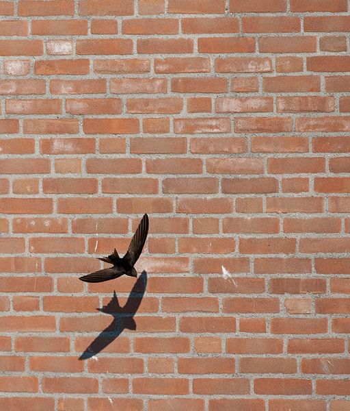 Gierzwaluw vliegend voor een huis in Katwijk aan zee van Beschermingswerk voor aan uw muur