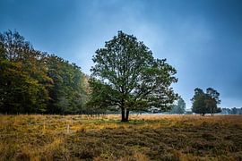 Ein nebliger Morgen in der Nähe des Baumkronenpfads von Alexander van der Molen