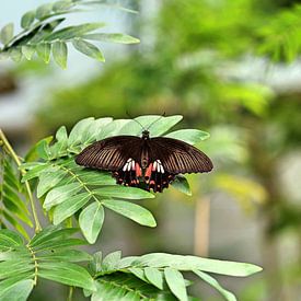 Butterfly by Jop Fotografie