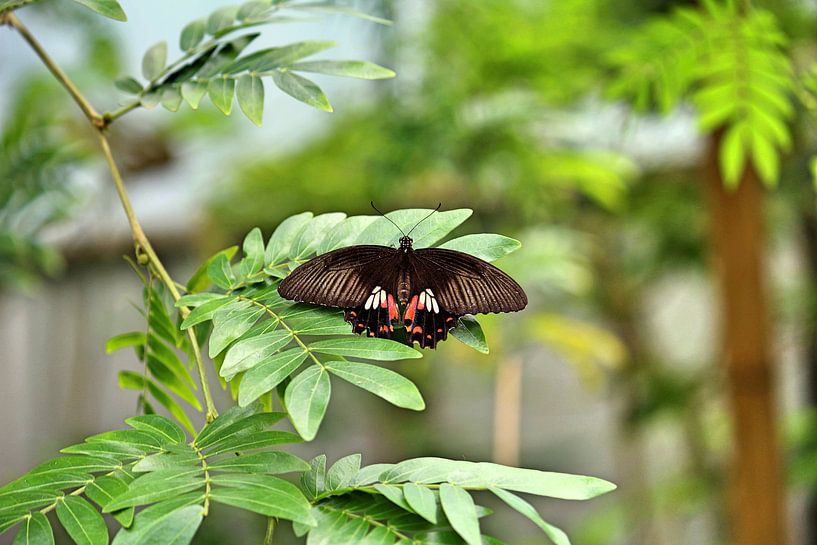 Butterfly by Jop Fotografie