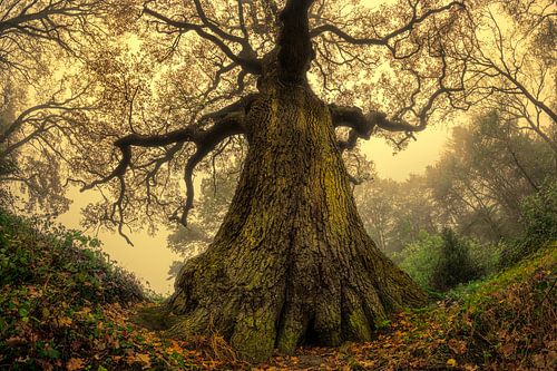 Reuze eikenboom met fisheye effect