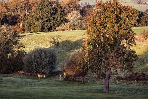 Kamerunischer Obstgarten