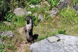 Otter von Mirjam Welleweerd