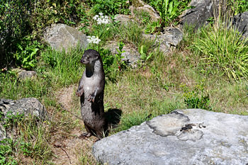 Otter