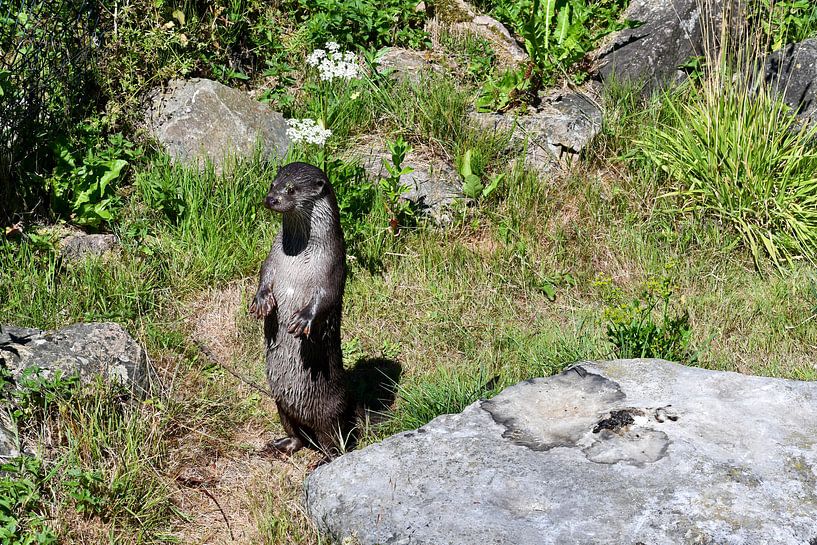 Otter van Mirjam Welleweerd