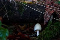 kleiner Pilz im dunklen Wald