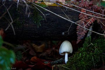 kleine paddenstoel in het donkere  bos van Natalie Boevé