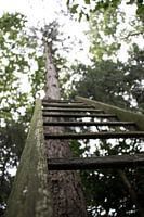 Up in the trees.
