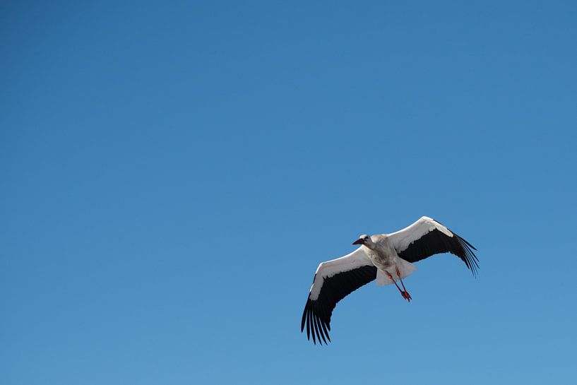 Cigogne dans l'air par Dick Carlier