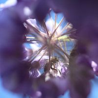 Bij in Blauwe Regen