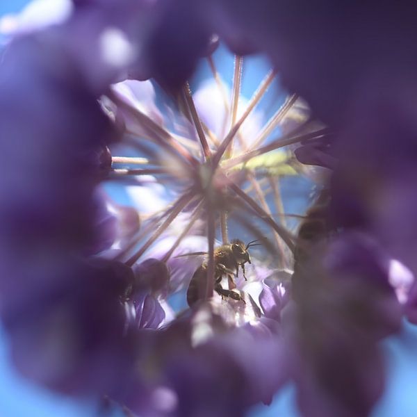 Biene im Blauregen von NatureBliss