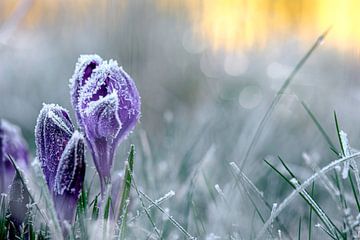 Purple crocus by Lisa Dumon