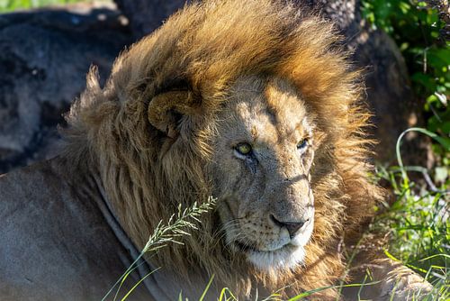 Close Up Porträt eines Löwen von Tilo Grellmann