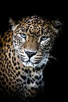 Sri Lanka Panter
