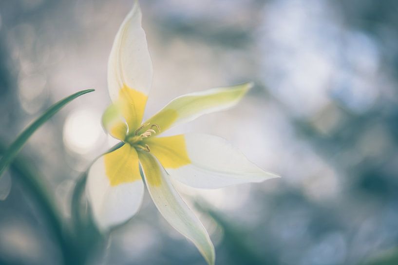 fleurs partie 264 par Tania Perneel