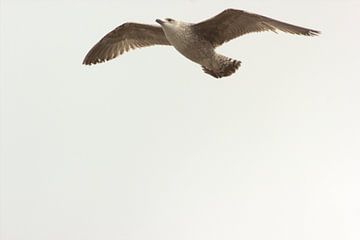 Seagull by Francisco de Almeida