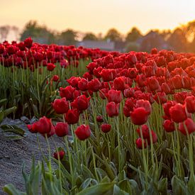 Tulpen bei Sonnenuntergang von Erik Spijkerman