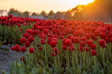 Tulpen bij zonsondergang van Erik Spijkerman