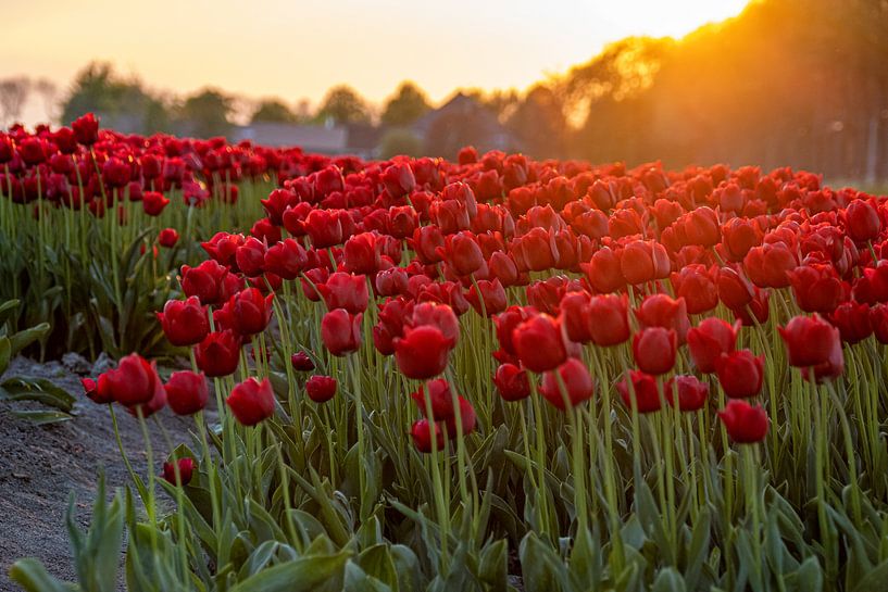 Tulips at sunset by Erik Spijkerman