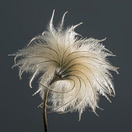 Peace and simplicity: A flutter of light by Marjolijn van den Berg