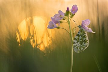 Vlinder bij zonsopkomst: Vlinder (oranjetipje - Anthocharis cardamines)