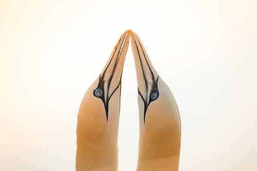 verliebte Tölpel von matthijs van eerden