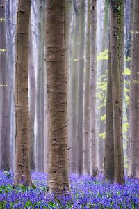 Hallerbos van Jeroen Linnenkamp