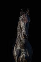 Cheval frison