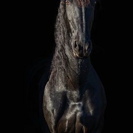 Friesian horse by Kim Reuvekamp