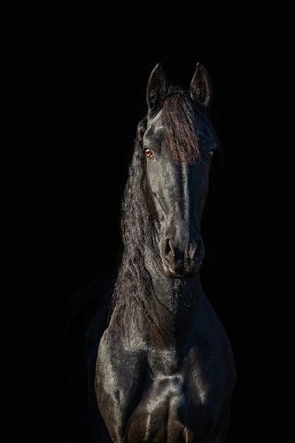 Friesian horse
