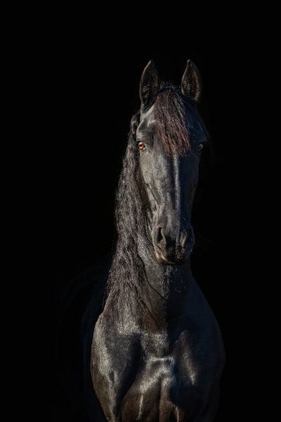 Cheval frison par Kim Reuvekamp