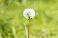 Paardenbloem met groene natuur achtergrond