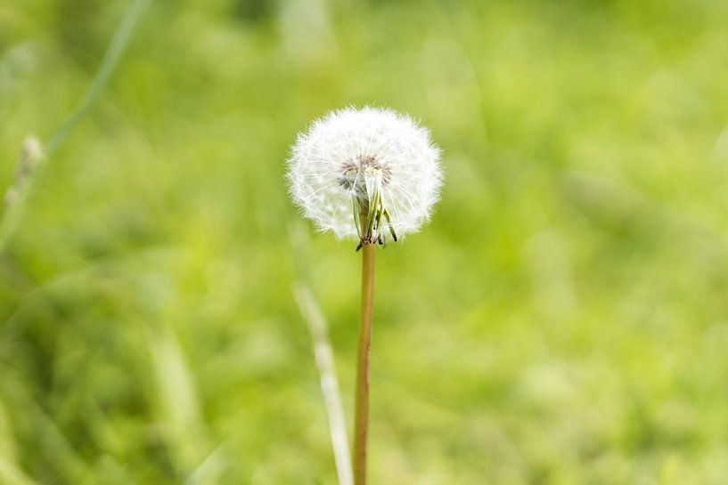 Dandelion with green nature background by N. Rotteveel