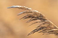 Reed covered in frost during a cold winter day by Sjoerd van der Wal Photography thumbnail