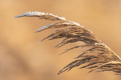 Riet bedekt met vorst tijdens een koude winterdag