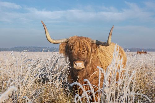 schotse hooglander in de winter