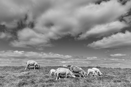 Weidende Schafe unter bedrohlichem Himmel