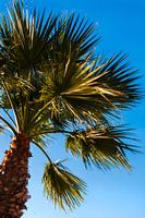 Palm tree against a clear blue sky