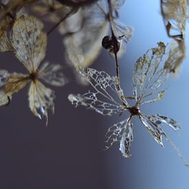 Transparant sur Marian Steenbergen