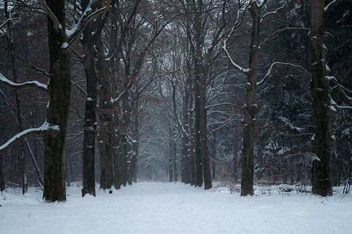 L'avenue de la forêt enneigée