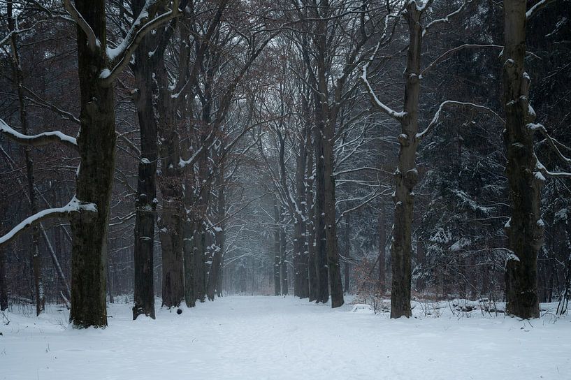 Besneeuwde boslaan van Tim Vlielander