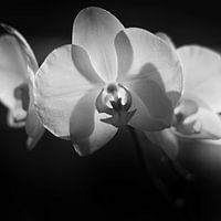 Orchidee in schwarz-weiß