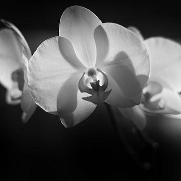 Orchideen in zwart wit van Rene  den Engelsman