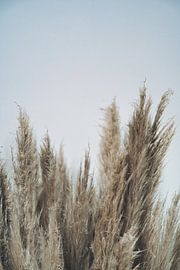 Schilfrohrfahnen von Artiphisticated Studios