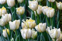 Blumenwiese mit weißen Fosteriana Tulpen Sweetheart