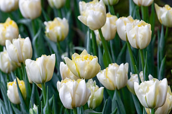 Blumenwiese mit weißen Fosteriana Tulpen Sweetheart