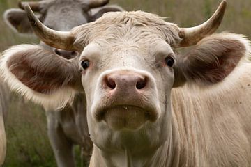 Charolais Koe komt even laten zien wie hier de baas is van Nature thru lens